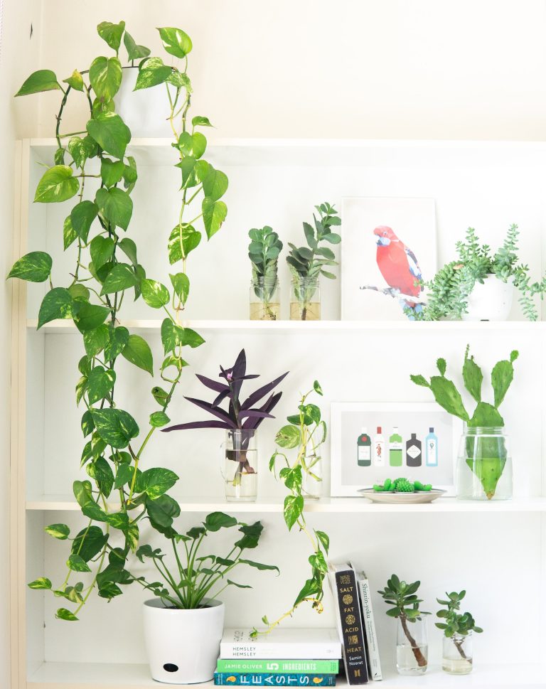 How to Make Money with Plants